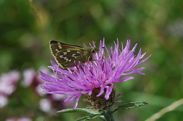 silver-spotted skipper-1.jpg - SILVER-SPOTTED SKIPPER - OLD WINCHESTER HILL, HANTS - 27.8.07